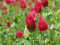 Crimson Clover Seeds - 200+ Trifolium incarnatum Cover Crop for Soil Improvement, Green Manure, Pollinator Attractant