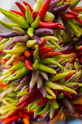 Cayenne Pepper Seeds - 100+ Organic Heirloom Non-GMO Fiesta Blend Capsicum annuum for Spicy Cooking