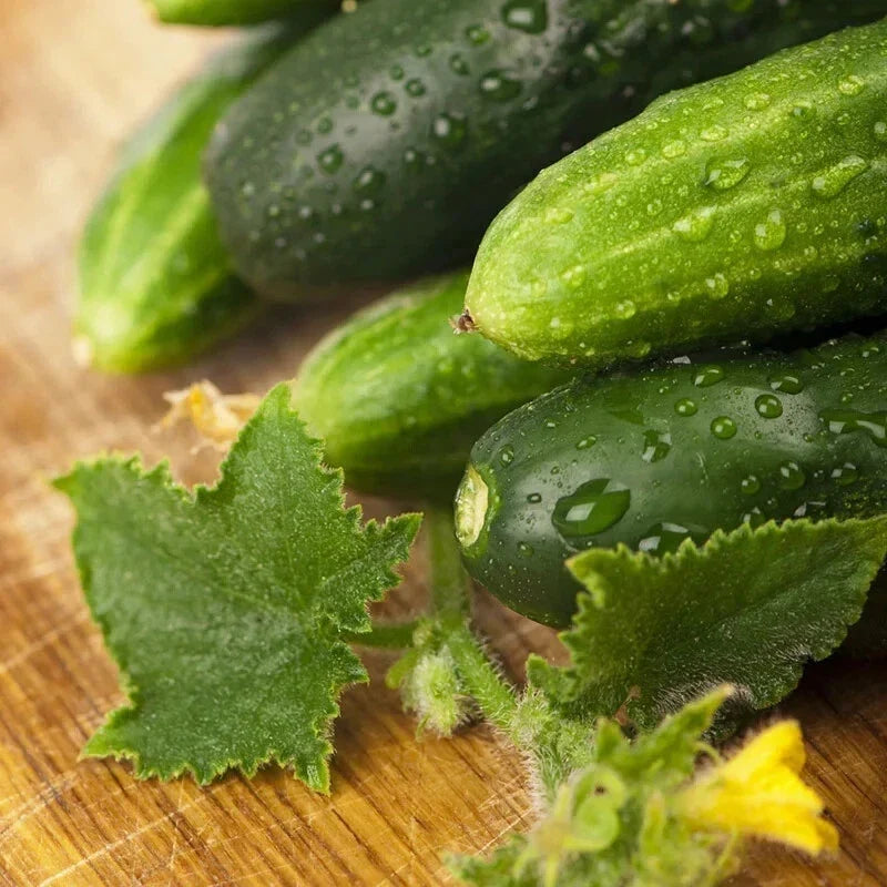 Cucumber Seeds - 100 Pack Long Green Improved Gourmet Non-GMO for Home Garden, Salad, Pickling Cucumis sativus