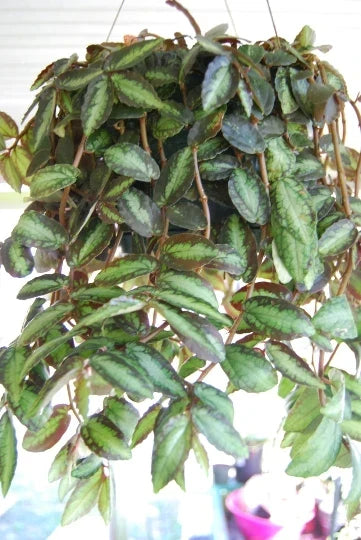 Rare Polynesian Ivy Trailing Watermelon Vine Plant Pellionia Repens Indoor Houseplant Greenery
