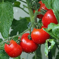 Ace 55 Tomato Seeds - Heirloom, Non-GMO, Solanum lycopersicum, Bush-Type Vegetable, 10+ Seeds