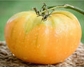 Kentucky Beefsteak Tomato Seeds – Heirloom Orange Fruit, Large Juicy Tomatoes, Solanum lycopersicum, Non-GMO, for Garden & Container