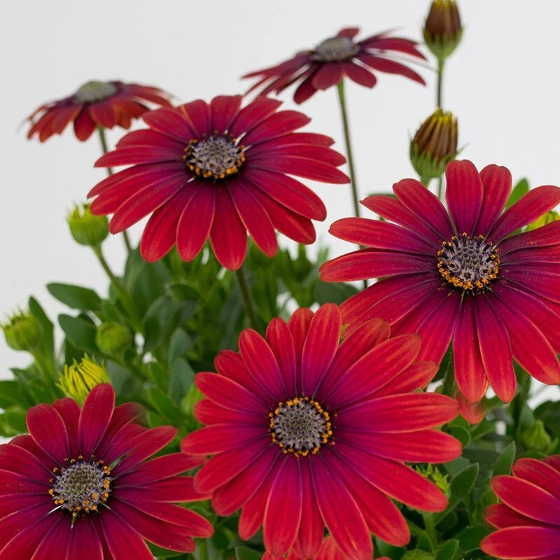 Red Cape Daisy Seeds - 200+ Count - Vibrant Red Flowers - Osteospermum Cabbage Plant