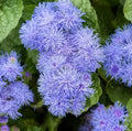 Ageratum Flower Seeds - Dwarf Blue Mink Annual Wildflower Seeds for Borders & Containers - Ageratum houstonianum