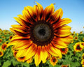 Firecracker Sunflower Seeds - 25 Fresh Seeds - Helianthus annuus - Vibrant Colorful Blooms for Gardens and Landscapes