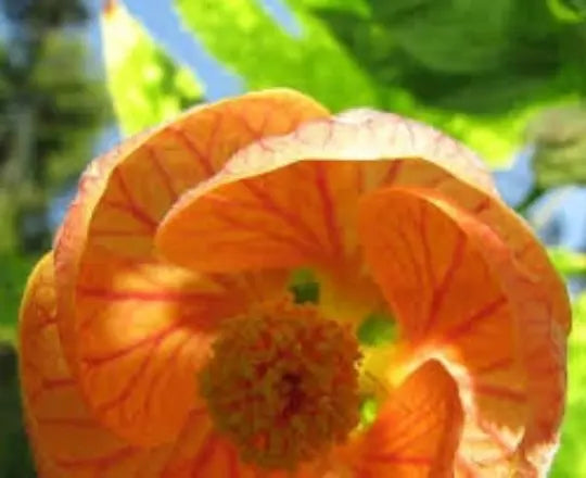 Abutilon Seeds 25 Pack Bellvue Mix Flowering Maple Tropical Abutilon Seeds for Garden & Patio