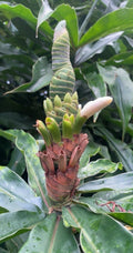 Yellow Spiral Ginger 3 Rooted Cuttings - Dimerocostus strobilaceous - Hawaii Grown, Tropical Plant for Gardens and Landscaping