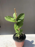 Guava Tree Live Plant in 10" Pot | Pink Fruit | Psidium guajava | Tropical Fruit Tree