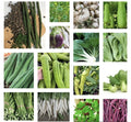 Asian Vegetable Seeds Starter Bundle - 20 Non-GMO Heirloom Varieties for Home Gardening