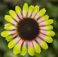 Echinacea Prairie Blaze Vintage Lime Live Perennial Plant Plugs, 4 Plants, Echinacea purpurea, Pink and Lime Green Flowers