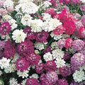 Candytuft Seeds, Dwarf Fairy Mix, 1000 Seeds, Pink Lavender White Flowers, Iberis umbellata