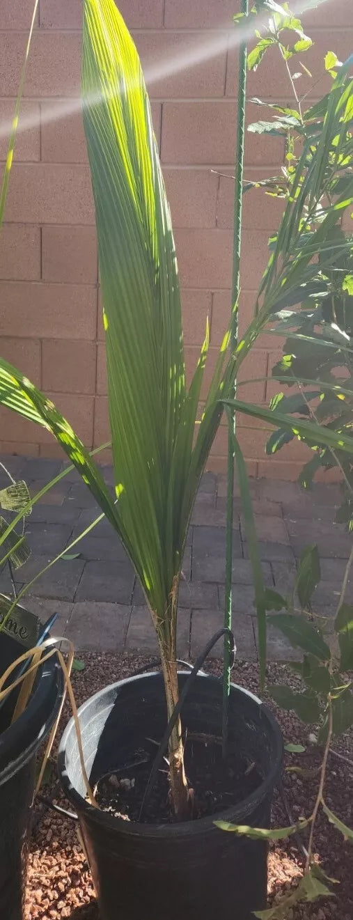 Queen Palm Tree Sapling, Live 3+ Year Old, Archontophoenix alexandrae, Tropical Indoor/Outdoor Plant