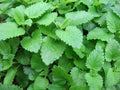 Lemon Balm Seeds - Non-GMO Melissa officinalis Herb Seeds for Culinary & Tea Gardens