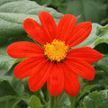 Mexican Sunflower Seeds - Red Torch Variety for 2025 Planting (Tithonia rotundifolia)