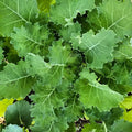 Dwarf Siberian Kale Seeds | Heirloom Non-GMO Vegetable Garden Seeds | Brassica oleracea var. sabellica | Compact, Nutrient-Rich Greens
