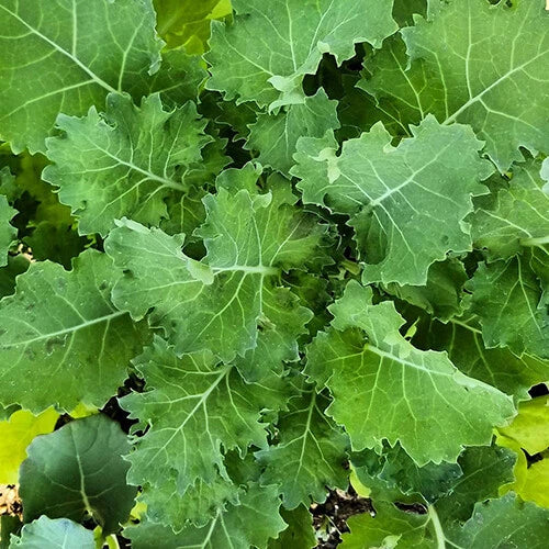 Dwarf Siberian Kale Seeds | Heirloom Non-GMO Vegetable Garden Seeds | Brassica oleracea var. sabellica | Compact, Nutrient-Rich Greens