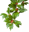 American Holly Cuttings, Ilex opaca, Native Evergreen Shrub for Screening, Hedge, Landscaping