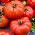 Jersey Tomato Seeds - Organic Non-GMO Heirloom Beefsteak Solanum lycopersicum - 10+ Seeds for Home Gardening
