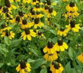 Clasping Coneflower Seeds 1000+ Rudbeckia Annual Wildflower for Bees, Pollinator-Friendly Gardening, Drought-Tolerant, Full Sun
