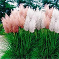 Pampas Grass Seeds Mix - Perennial Ornamental Seeds - Cortaderia selloana - Full Sun, Drought Tolerant, 25 Seeds