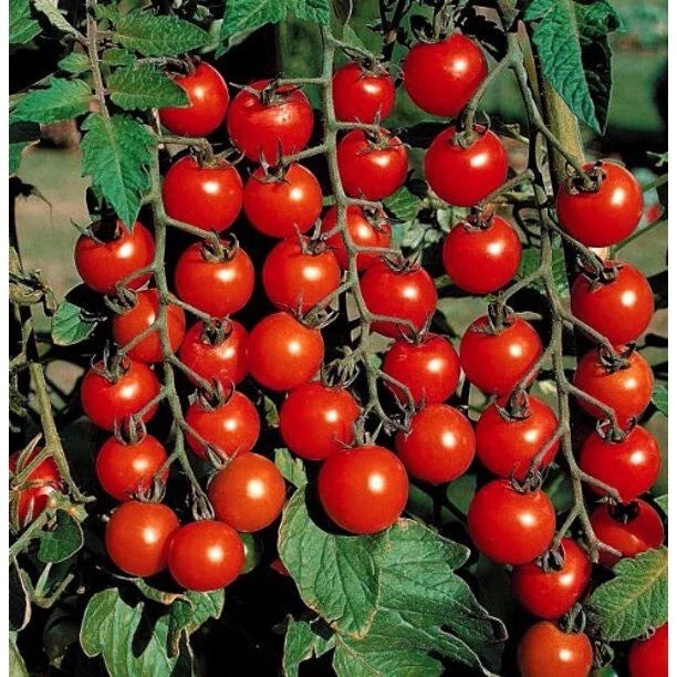 Cherry Tomato Seeds - 10+ Super Sweet Large Heirloom, Non-GMO, Rare, Organic - Perfect for Home Gardens