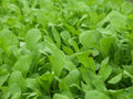Arugula Seeds 1000+ Heirloom Non-GMO Eruca sativa Seed Packet for Herb Garden, Fast-Growing, Peppery Leaves