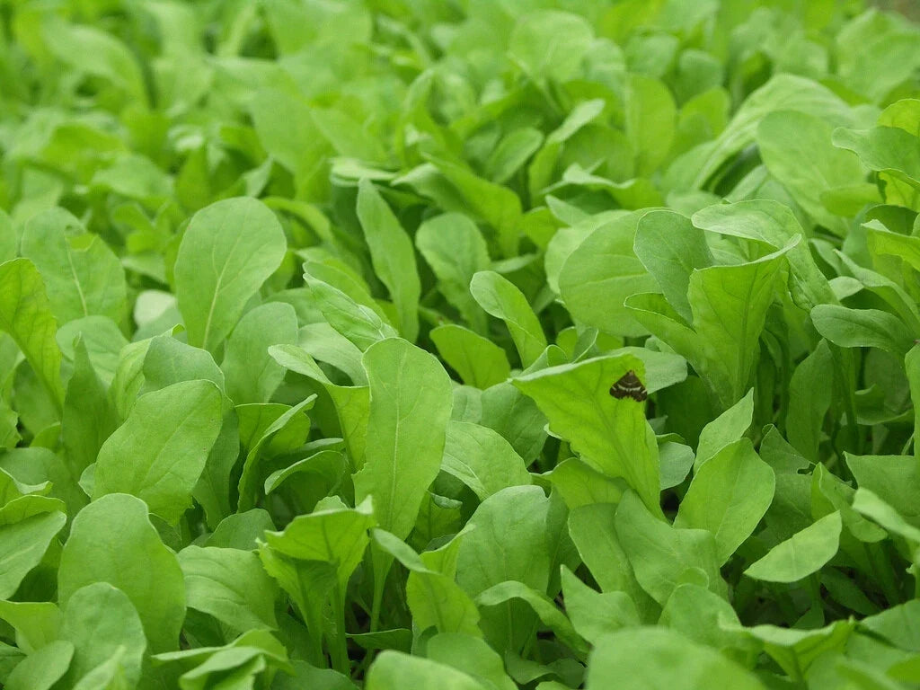 Arugula Seeds 1000+ Heirloom Non-GMO Eruca sativa Seed Packet for Herb Garden, Fast-Growing, Peppery Leaves