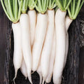 Miyashige Daikon White Japanese Radish Seeds | Heirloom | Non-GMO Vegetable Seeds | Raphanus sativus