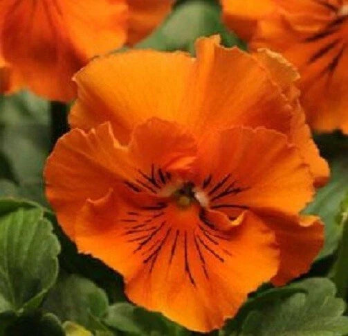 Pansy Seeds - 50 Frizzle Sizzle Orange Flower Seeds - Viola wittrockiana
