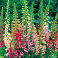 Foxglove Seeds - Excelsior Mix - Non-GMO - Digitalis purpurea - Garden Seeds for Planting - Seed Store
