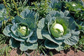 Cabbage Seeds - Heirloom Brunswick Variety - Non-GMO Brassica oleracea - Over 100 Fresh Seeds for Gardening & Cooking