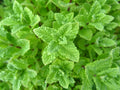 Peppermint Seeds - 1000 Count - Non-GMO - Mentha × piperita - Aromatic Herb for Cooking and Gardening