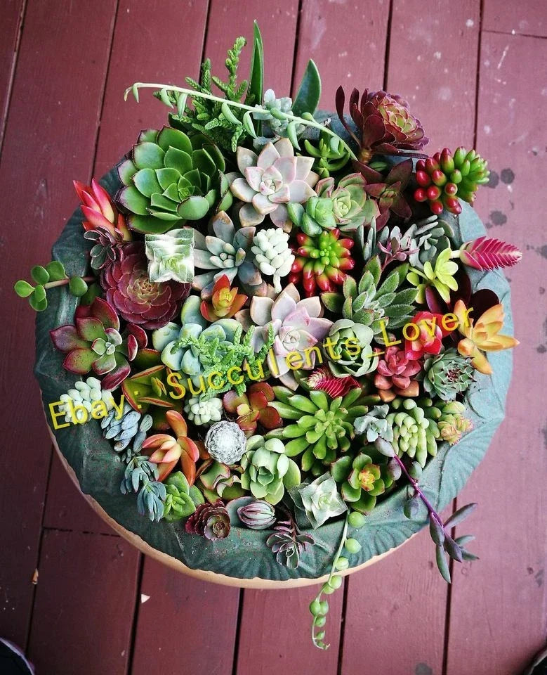 Assorted Succulent Cuttings - 20 Pieces - 18 Varieties - Perfect for Planting and Arranging - Ideal for Home Decor