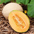 Hales Best Jumbo Cantaloupe Seeds - Heirloom Non-GMO Variety - Cucumis melo - Free Shipping Available