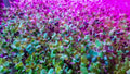 Alfalfa Microgreen Seeds 250 Count - Healthy, Fast-Growing Microgreens (Medicago sativa)