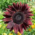 Chocolate Cherry Sunflower Seeds - Heirloom Organic Non-GMO Pack of 25+ Helianthus annuus