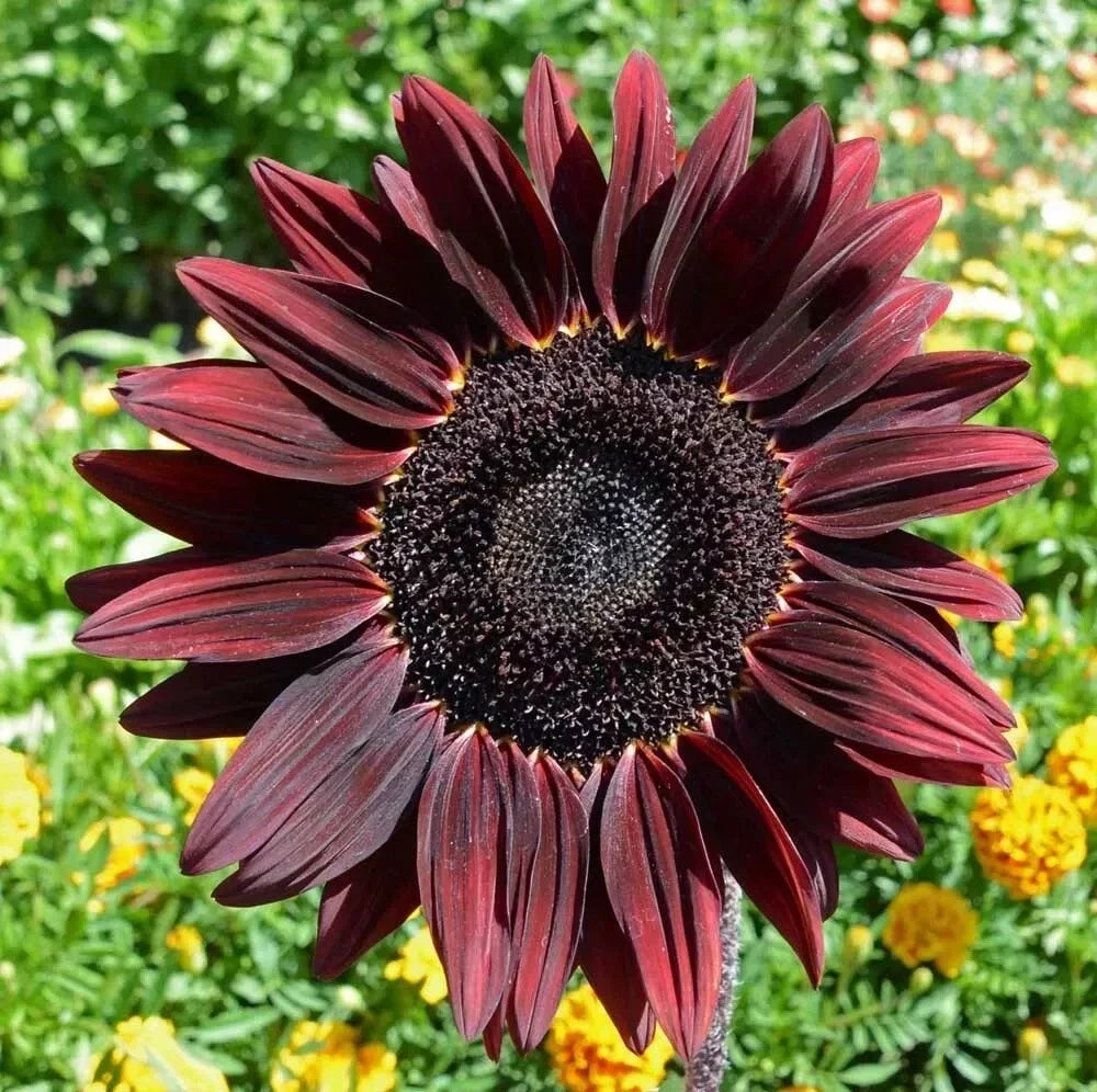Chocolate Cherry Sunflower Seeds - Heirloom Organic Non-GMO Pack of 25+ Helianthus annuus
