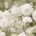 Baby's Breath Seeds - 5,000 Count - Easy to Grow Annual Flowers - Gypsophila elegans
