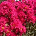 Crape Myrtle Cuttings 8 Pack Lagerstroemia indica Heirloom Deep Rich Pink Garden Propagation