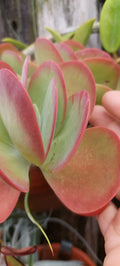 Flapjack Kalanchoe Succulent Live Plant - Pink Color - Kalanchoe luciae - Bare Root