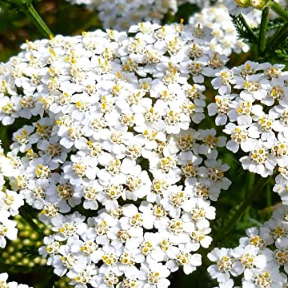 White Yarrow Seeds - Achillea millefolium - Heirloom NON-GMO Garden Seeds for Pollinators and Borders