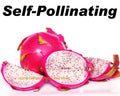 Rooted Vietnamese Dragon Fruit Plants 5-Pack, White Flesh Pitaya, Self-Pollinating, Hylocereus undatus