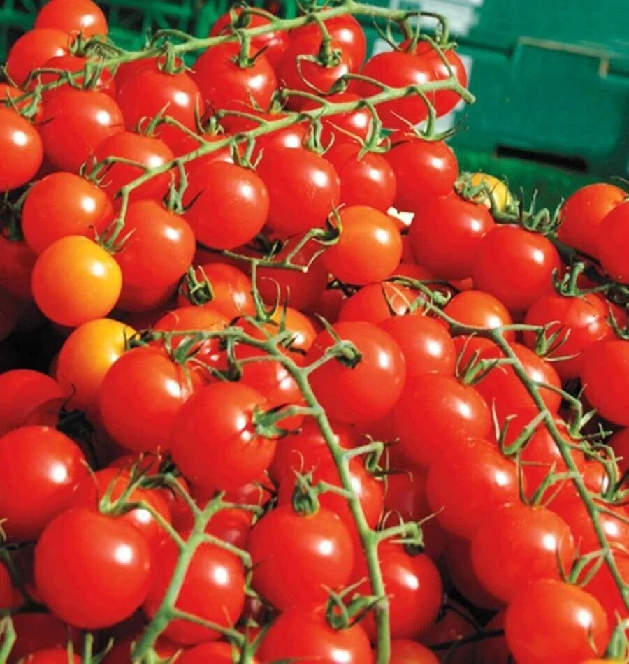 Cherry Tomato Seeds - 200+ Heirloom Organic Non-GMO Super Sweet Large Fruit for Home Gardening