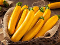 Gourmet Gold Zucchini Squash Seeds - 25+ Heirloom Seeds - Cucurbita pepo - USA