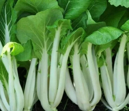 Pak Choi Seeds - 300+ Brassica rapa var. chinensis Microgreens for Asian Cuisine, Vegetables, Home Gardening