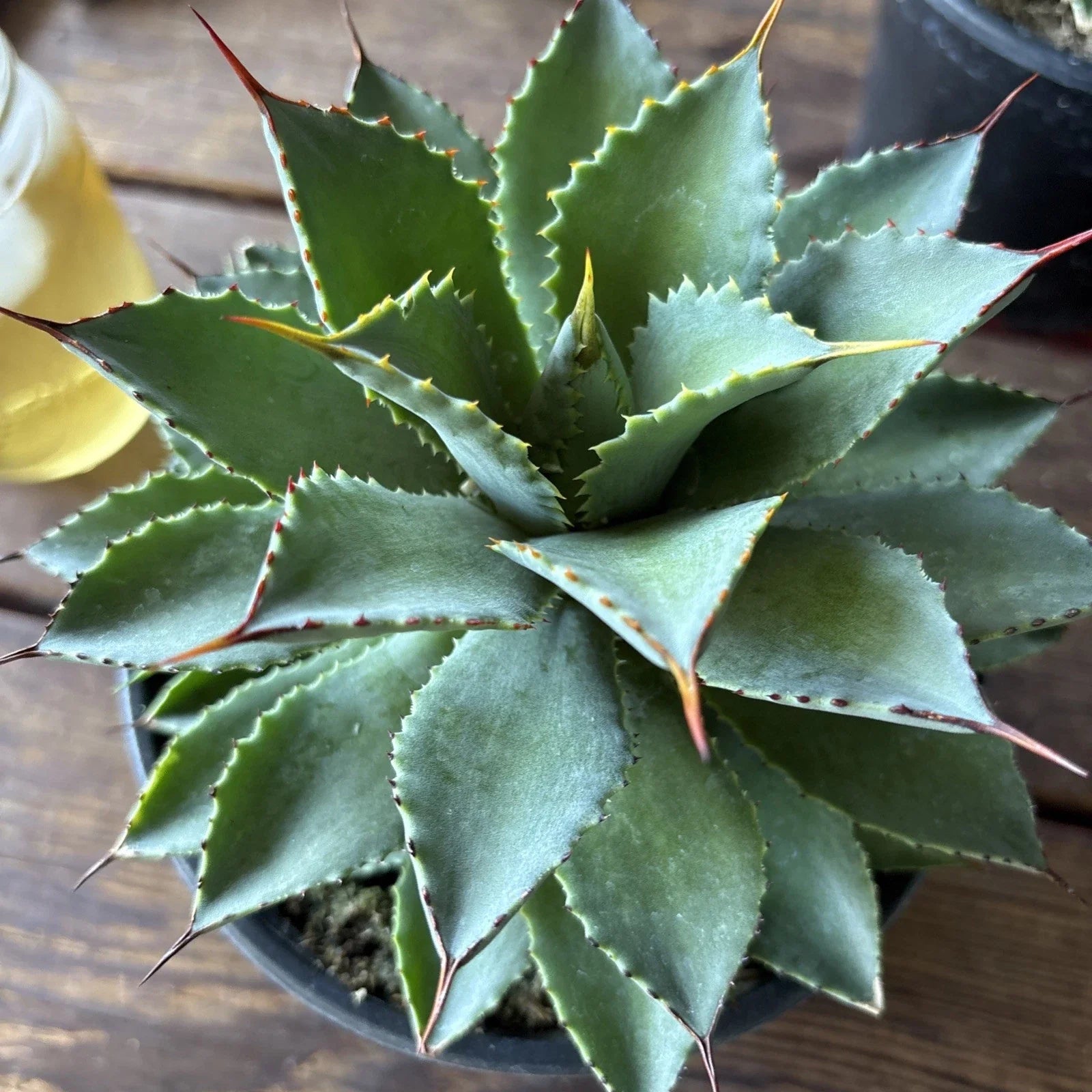 Agave Potatorum Plant, 6" Rooted in 6" Pot, Hardy Succulent, Agave filifera
