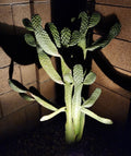 Consolea Rubescens Road Kill Cactus Live Pad Cutting (1) – Unique Succulent Plant for Home or Garden Decor