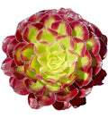 Rare Variegated Aeonium Mardi Gras Succulent Cutting - Live Plant, 3-4 Inches, Indoor & Outdoor Garden, Unique Foliage, Low Maintenance