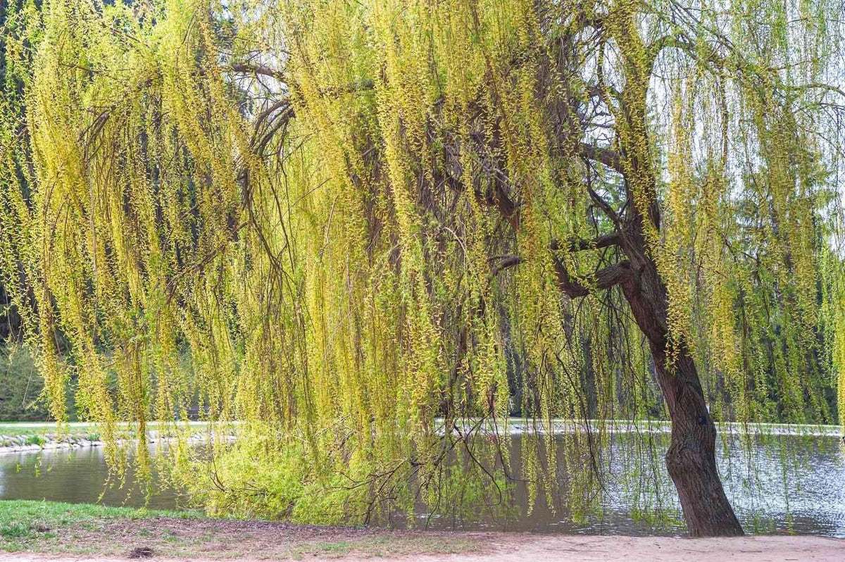 Golden Willow Tree Cuttings 10 Pack | Salix alba 'Vitellina' | Easy to Grow, Fast-Growing Ornamental Plant