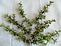 Lot of 6 Portulacaria afra Cuttings | Spekboom Succulent Plant with Red Stems | Propagation or Indoor/Outdoor Gardening